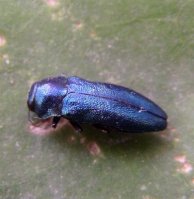 Agrilus cyanescens - 1