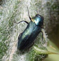 Agrilus cyanescens - 2