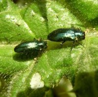 Agrilus cyanescens -3