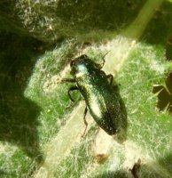 Agrilus cyanescens -4