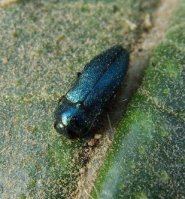 Agrilus cyanescens -6