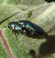 Agrilus cyanescens -7