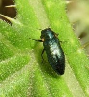 Agrilus cyanescens -9