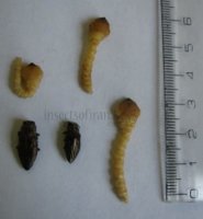 Chrysobothris affinis-2
