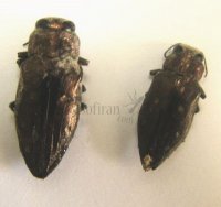 Chrysobothris affinis-3