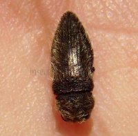 Acmaeoderella cyanipennis