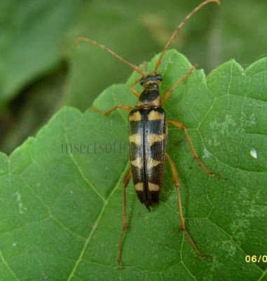 Iberodorcadion sp