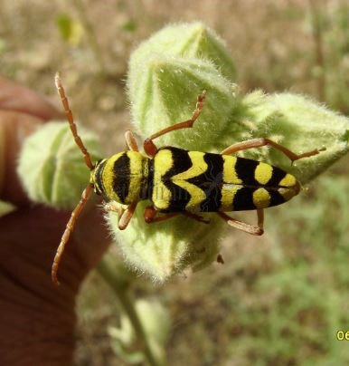 Chlorophorus varius-5