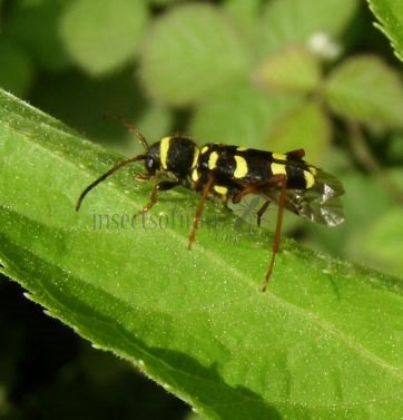 Clytus arietis