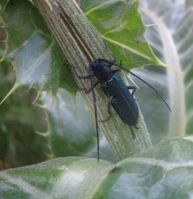 Agapanthia lais 