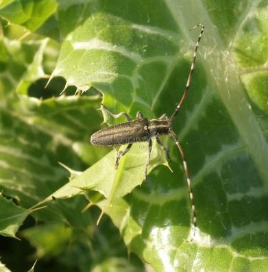 Agapanthia sp 