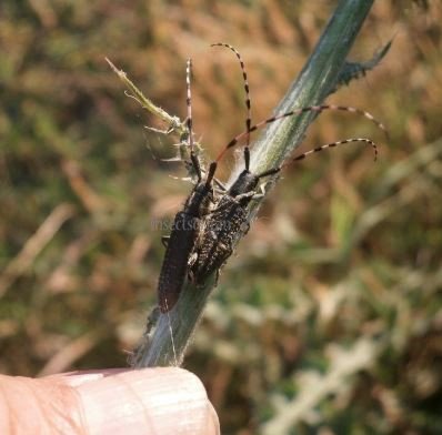 Agapanthia sp 