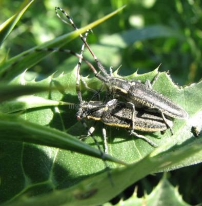 Agapanthia sp