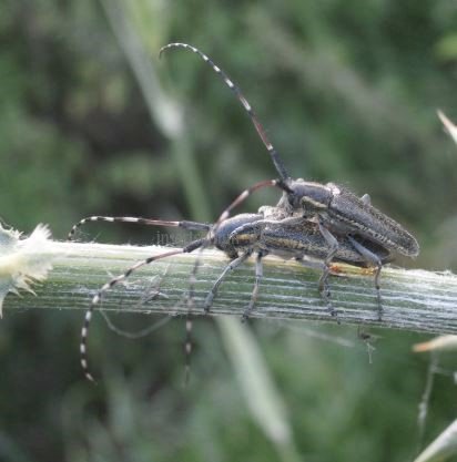 Agapanthia sp 