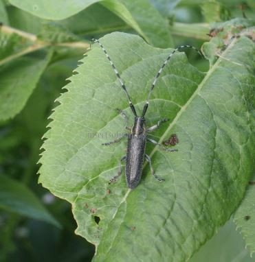 Agapanthia villosoviridescens