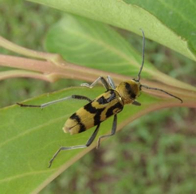 Chlorophorus varius