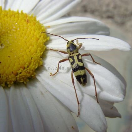 Chlorophorus varius