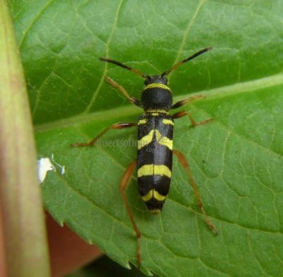 Clytus arietis 