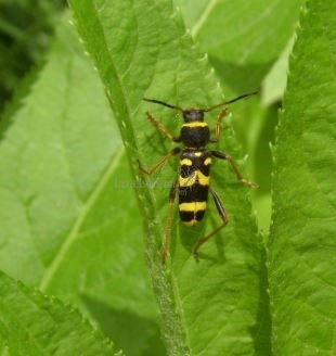 Clytus arietis 