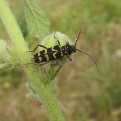 Clytus arietis 