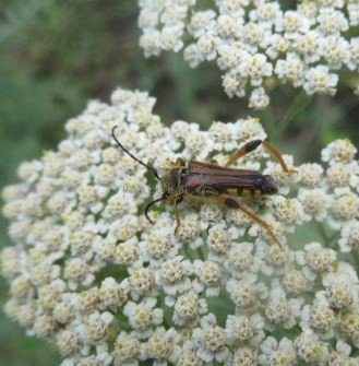 Stenopterus rufus