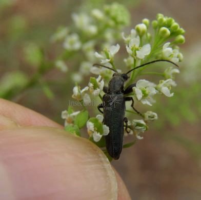 Tetropium castaneum