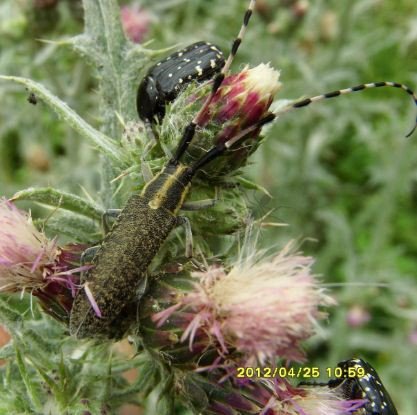 Agapanthia villosoviridescens -2