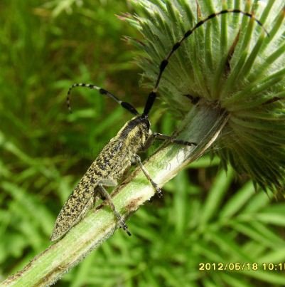 Agapanthia villosoviridescens -3