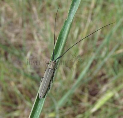 Calamobius sp -1