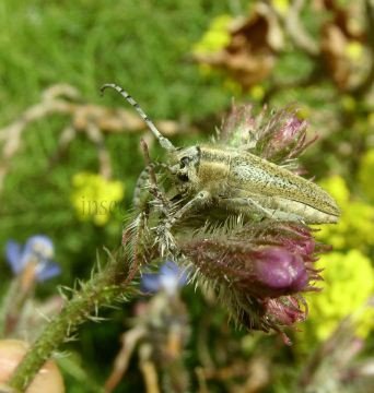 Agapanthia villosovirid -2