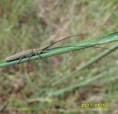 Calamobius sp-2