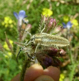 Agapanthia villosovirid -3