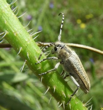 Agapanthia villosovirid-4