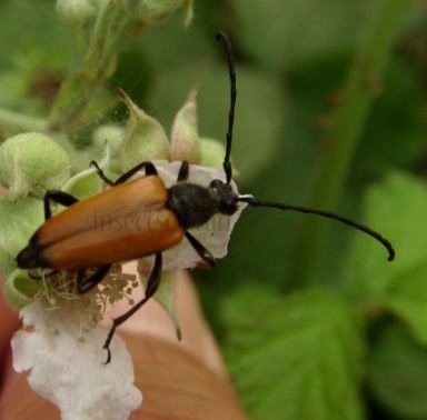 Paracorymbia maculicornis -2