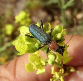 Pronocera angusta -2