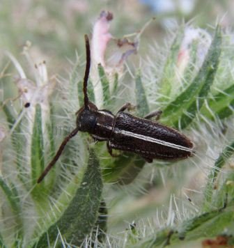 Agapanthia pannonica -1