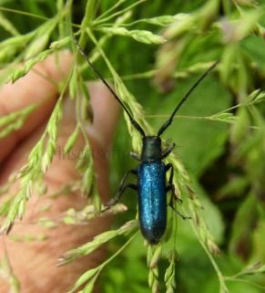 Agapanthia sp