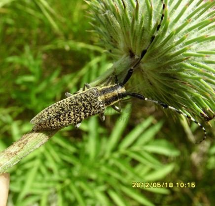 Agapanthia villosoviridescens -1