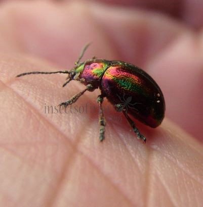 Chrysolina cerealis-8