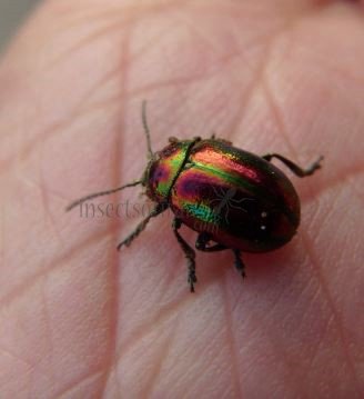 Chrysolina cerealis-9