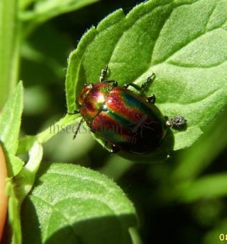 Chrysolina cerealis-10