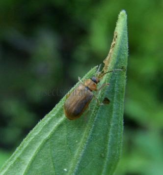 Galerucella nymphaeae-7