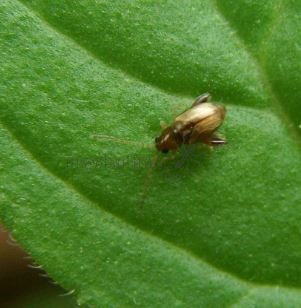 Lythraria salicariae