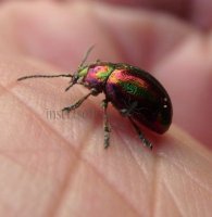 Chrysolina cerealis-8