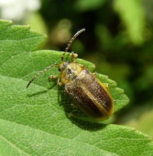 Galerucella nymphaeae  -1