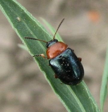 Gastrophysa polygoni -1