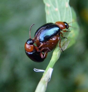 Gastrophysa polygoni -3