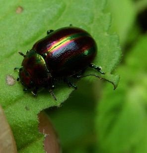 Chrysolina cerealis -1