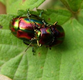 Chrysolina cerealis-6