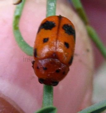 Beetles-Chrysomelidae